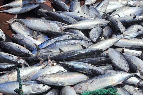 Loại cá được xem như thần dược giúp sống thọ, chợ Việt Nam bán rất nhiều
