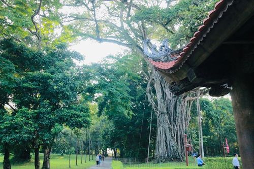 Những nẻo về nguồn cội