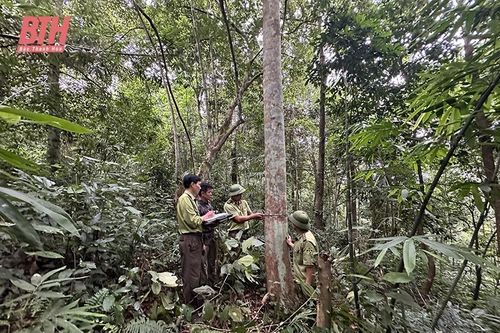 Bá Thước thực hiện các biện pháp bảo vệ rừng bền vững