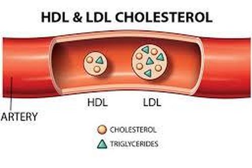 Chỉ số HDL thấp có nguy hiểm không và gây ra bệnh gì?