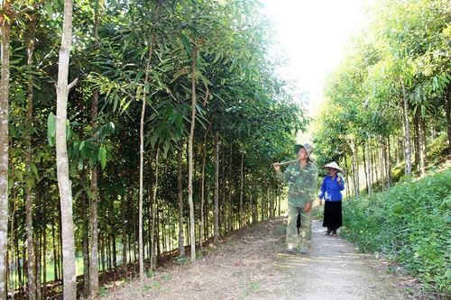 Điểm sáng trong công tác trồng rừng