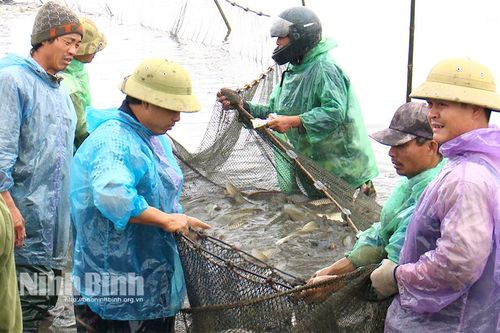 Gia Viễn phát triển vùng nuôi thả thủy sản