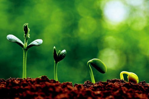 Ứng dụng giáo lý nhà Phật vào đời sống doanh nhân