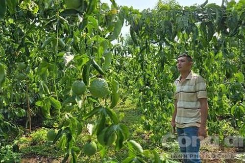 Vườn chanh dây trĩu quả bị kẻ gian phá hoại