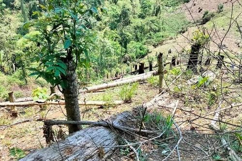 Hà Tĩnh: Xử phạt người đàn ông phá hoại hơn 1.800m2 rừng tự nhiên