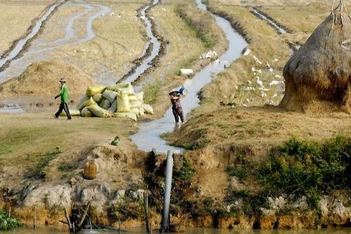 Từ ngày 1-10/4, xâm nhập mặn ở đồng bằng sông Cửu Long giảm dần