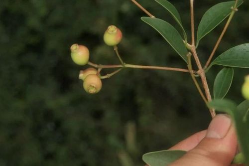 Phát hiện nhiều loài thực vật quý hiếm ở Ninh Thuận