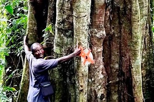 Kinh ngạc loài cây khổng lồ 3.000 năm tuổi, thọ ngang đất trời