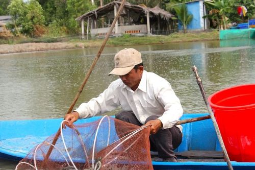 Giá cá kèo tăng kỷ lục
