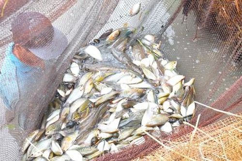 Độc lạ Cà Mau: 'Vần công' chụp đìa thu hoạch cá, tôm