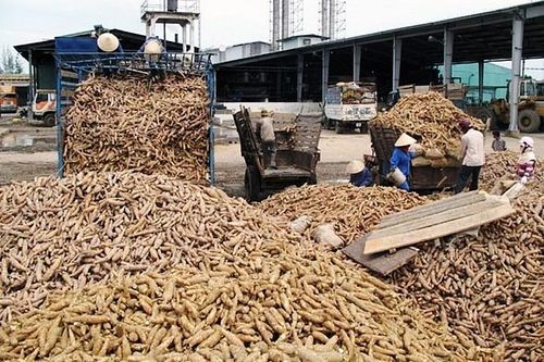 Giá sắn lao dốc mạnh nhất 10 năm qua