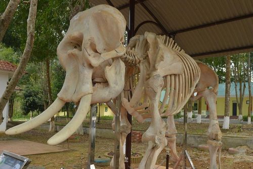 Hai bộ xương voi ở Pù Mát: Lời cảnh báo khẩn cấp về bảo tồn voi rừng