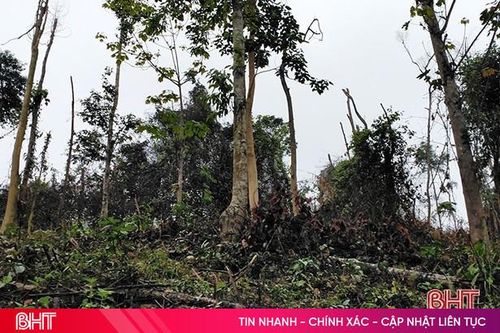 Phạt 37,5 triệu đồng người đàn ông phá rừng ở Hương Khê