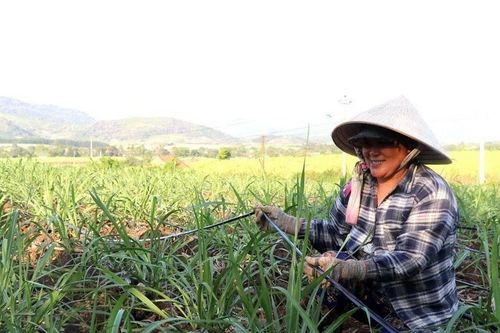 Người trồng mía chưa có niềm vui trọn vẹn