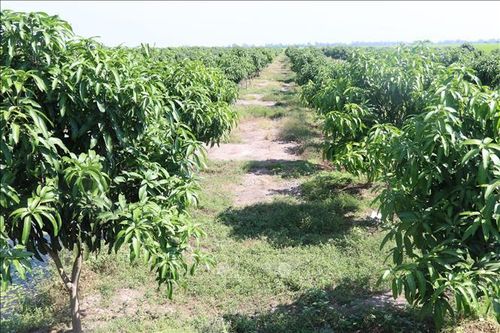 Đồng Tháp: Chuyển đổi hơn 1.800 ha đất trồng lúa kém hiệu quả