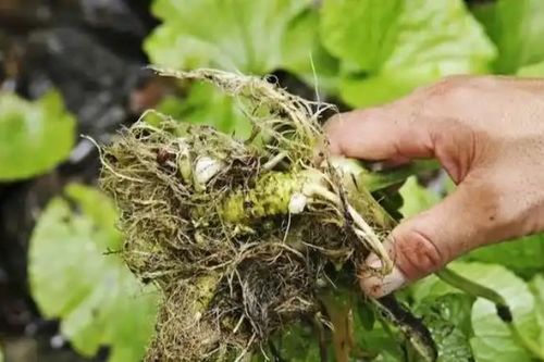 Rau 'vàng mười' đắt đỏ: Mất ngon sau 15 phút, giá 'chát' vài triệu/kg vẫn hút khách