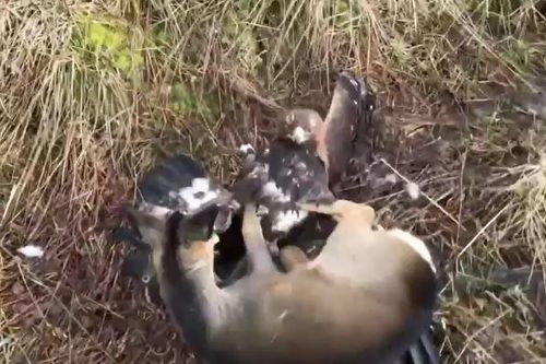 CLIP: Chim đại bàng hạ sát nai bằng 'tốc độ ánh sáng'