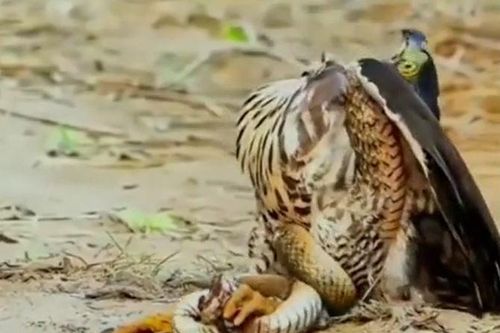 CLIP: Bị đại bàng xé thịt, rắn vẫn khiến kẻ thù cùng mình đồng quy vu tận