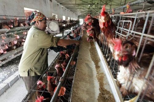Quy định vô lý, ngành nông nghiệp mong sửa luật