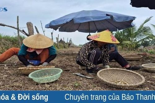Hành tăm mất giá, nông dân vừa thu hoạch vừa lo