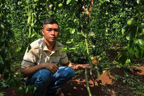 Gia Lai: Điều tra đối tượng chặt phá vườn chanh dây của người dân