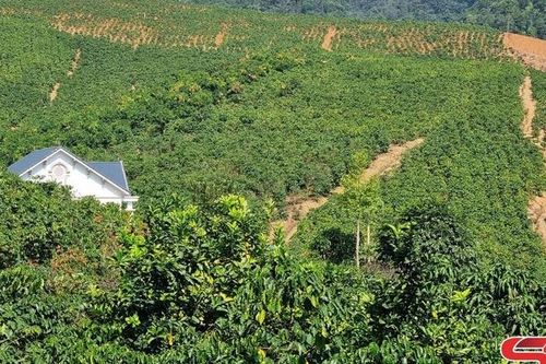 Dồm Cang chuyển đổi cơ cấu cây trồng