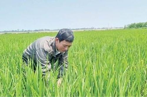 Kỳ vọng vụ lúa đông xuân đạt năng suất, chất lượng cao