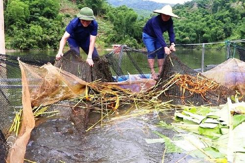 Dân bản Tà Bán làm giàu với mô hình nuôi cá lồng trên hồ thủy điện