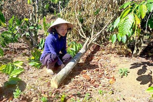 Bất an với nạn phá hoại cây trồng