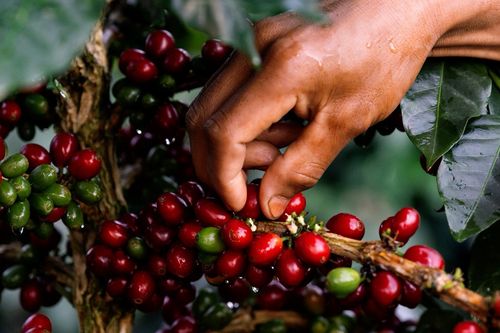 Tác dụng bất ngờ của vỏ quả cà phê