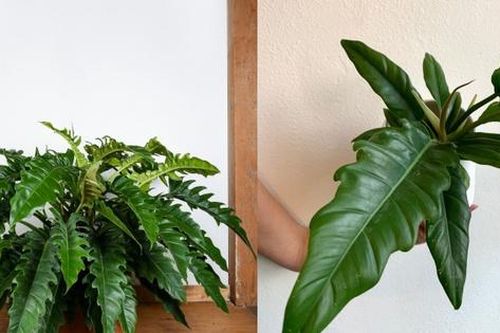 Các loại cây trầu bà độc đáo mà ai yêu thích trồng cây cảnh nhất định phải biết