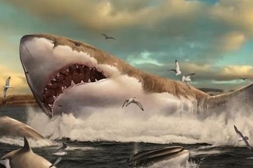 Tiết lộ mới gây sốc về hình dáng và kích thước thực sự của cá mập Megalodon
