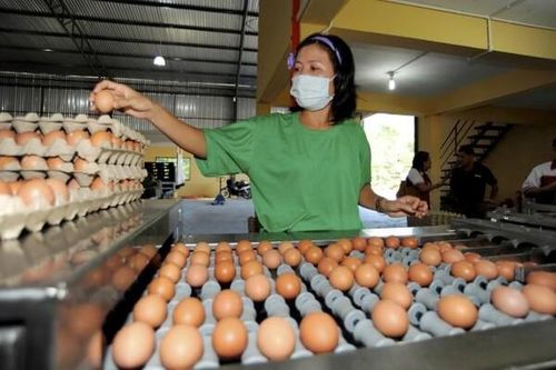 Singapore mở cửa thị trường với một số sản phẩm thịt, trứng gia cầm từ Việt Nam