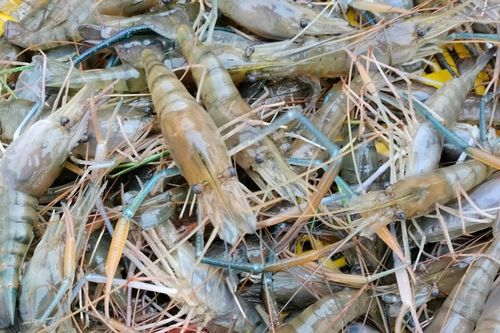 Định hướng xanh - 'kim chỉ nam' cho ngành tôm