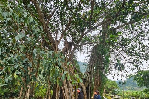 Bí mật về cây đa nghìn năm tuổi 'biết đi'