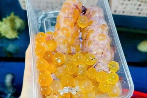 Trứng cá thiều đắt ngang tôm hùm, giá tiền triệu vẫn 'cháy hàng'