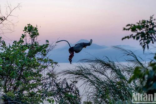 Voọc chà vá chân nâu: Nét chấm phá của thiên nhiên trên bán đảo xanh