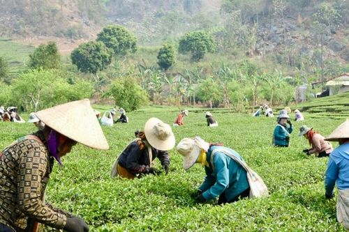 Huyện Thuận Châu phát triển kinh tế tập thể và tạo việc làm cho người lao động