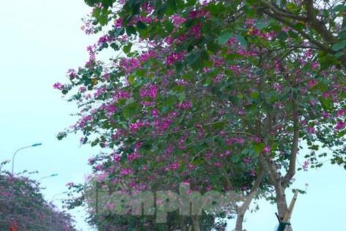 Hoa ban khoe sắc khắp nẻo đường xứ Nghệ