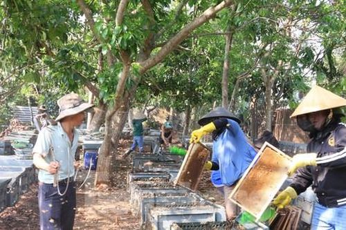 Tận thấy quy trình 'ru ong ngủ' để thu mật