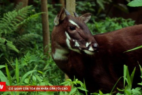 Huế: Tiếp nhận hàng tỷ đồng để bảo vệ động vật được mệnh danh 'Kỳ lân châu Á'