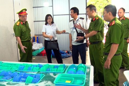 Phát hiện gần 250.000 con tôm hùm giống không rõ nguồn gốc ở Khánh Hòa