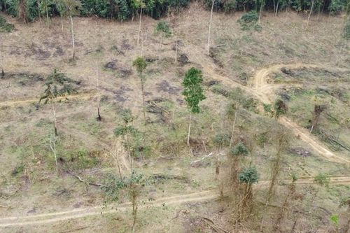 Phá 1.860m2 rừng, bị xử phạt 37,5 triệu đồng