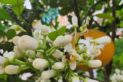 Nhà vườn Nghệ An kiếm cả chục triệu đồng từ hoa bưởi