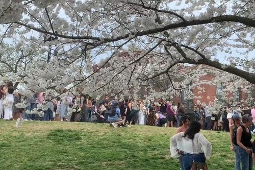 Mỹ: Chiêm ngưỡng vẻ đẹp quyến rũ của anh đào tại thủ đô Washington