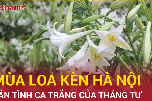Mùa loa kèn Hà Nội: Lắng nghe bản tình ca trắng của tháng Tư