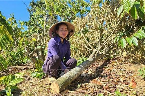 Xử lý nghiêm hành vi phá hoại vườn cây trồng của người dân