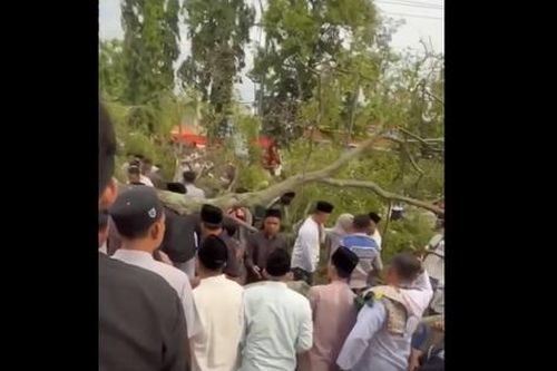Cây xanh bất ngờ bật gốc đè tử vong 3 người dân