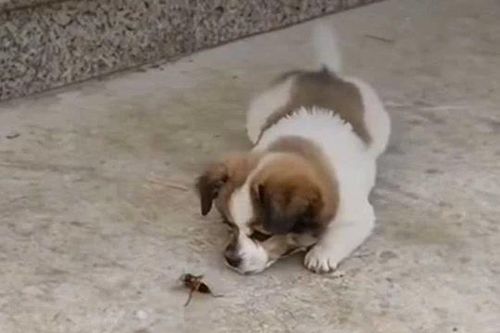 CLIP: Trêu chọc ong bắp cày, cún con nhận bài học nhớ đời