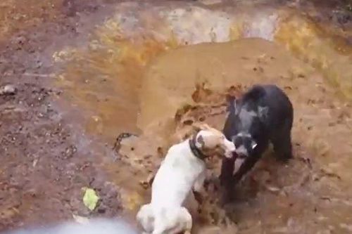 CLIP: Nghẹt thở trước màn tử chiến của chó Pitbull và lợn rừng